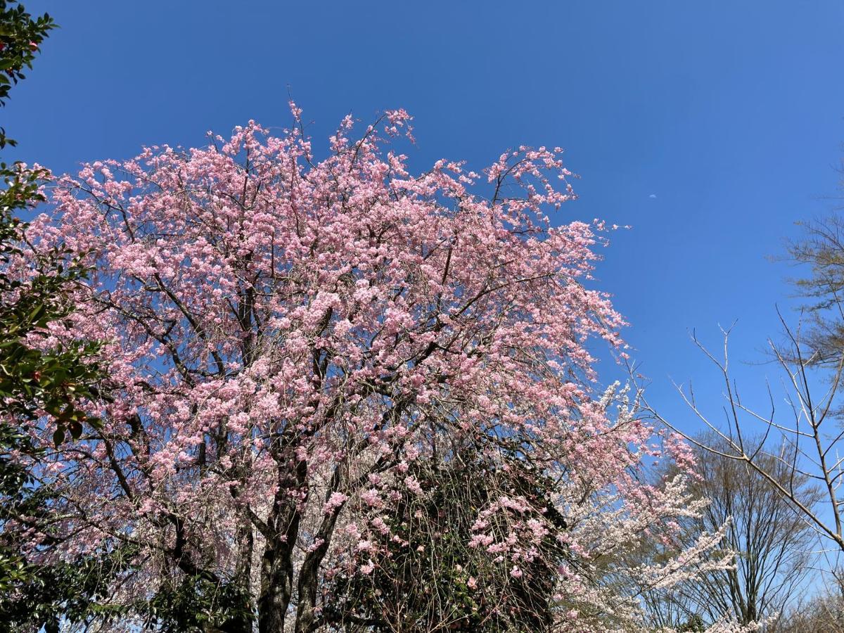 お宿でん吉 南阿蘇村 エクステリア 写真